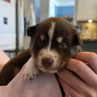 Lou, a female Lapinporokoira (Lapponian Herder) for sale in Atlanta, GA – Photo 2 of 2