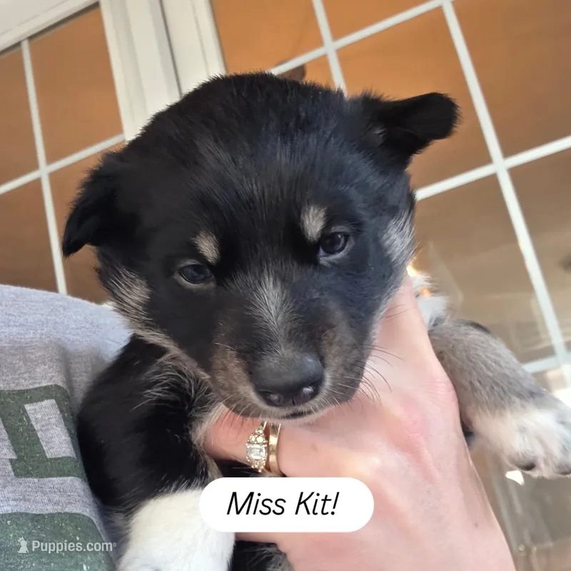 Kit – Lapinporokoira (Lapponian Herder) puppy for sale in Atlanta, GA