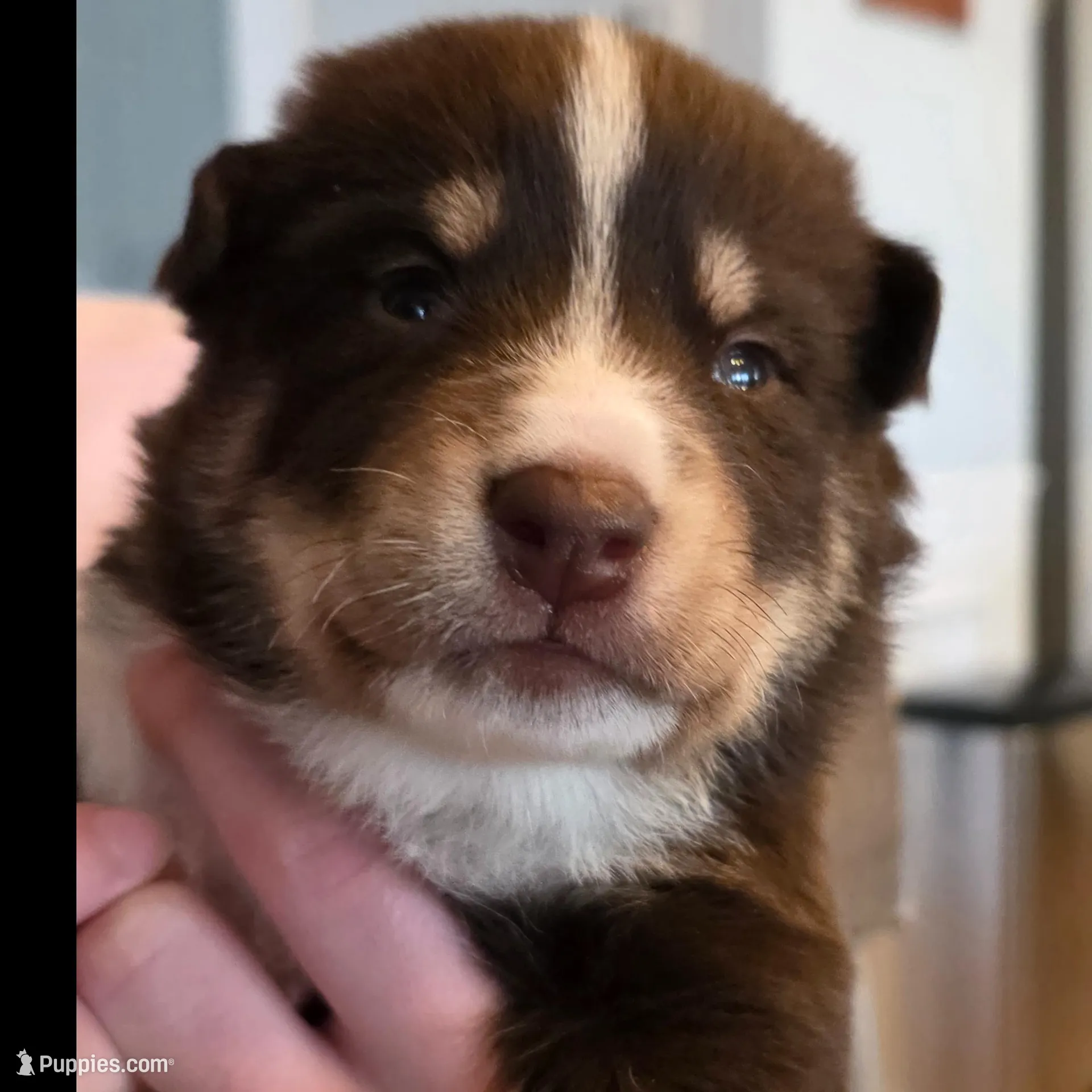 Finn, a male Lapinporokoira (Lapponian Herder) for sale in Atlanta, GA – Photo 2 of 2