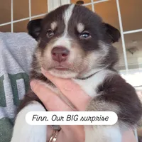 Finn, a male Lapinporokoira (Lapponian Herder) for sale in Atlanta, GA – Photo 1 of 2