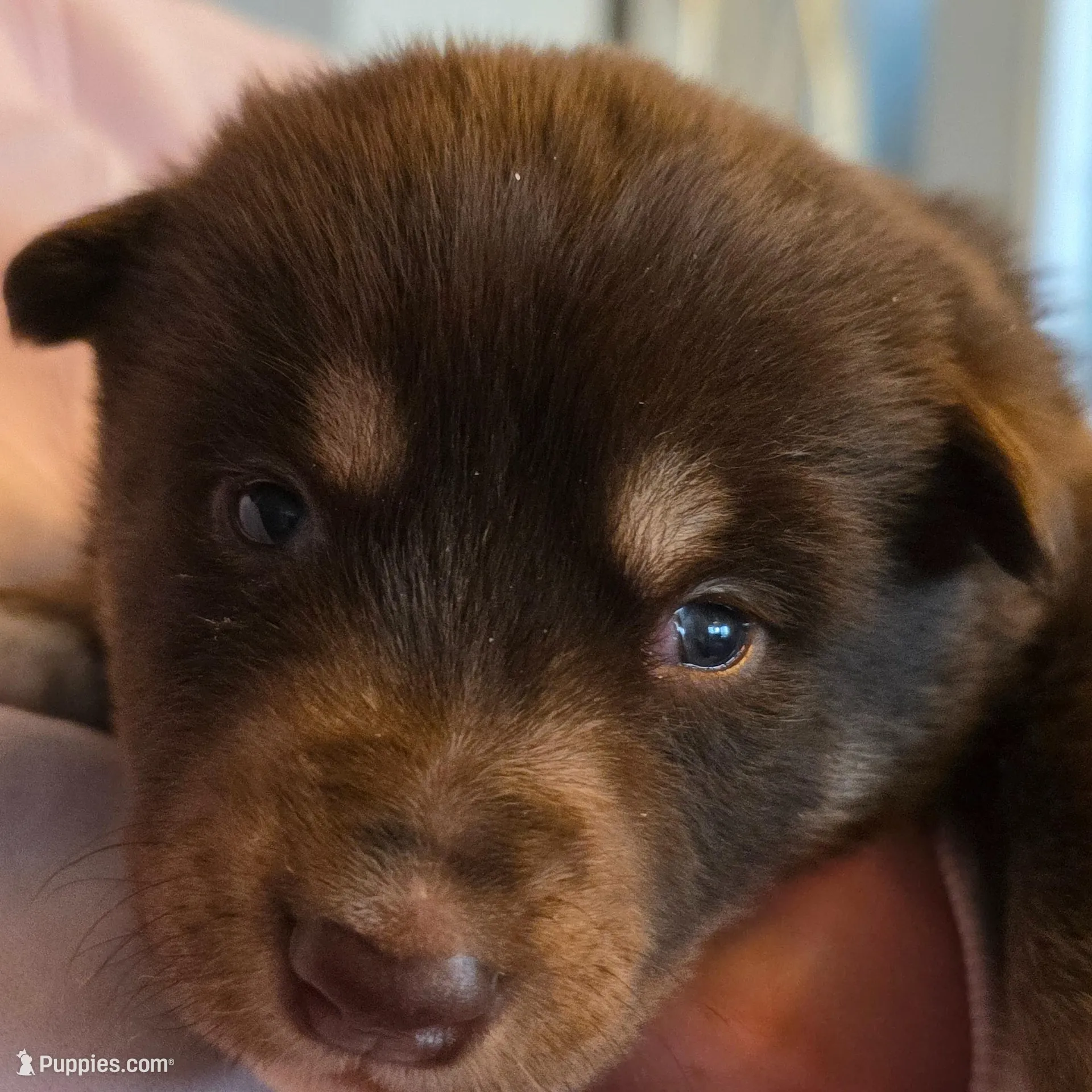 Jack, a male Lapinporokoira (Lapponian Herder) for sale in Atlanta, GA – Photo 2 of 2