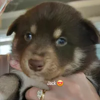 Jack, a male Lapinporokoira (Lapponian Herder) for sale in Atlanta, GA – Photo 1 of 2