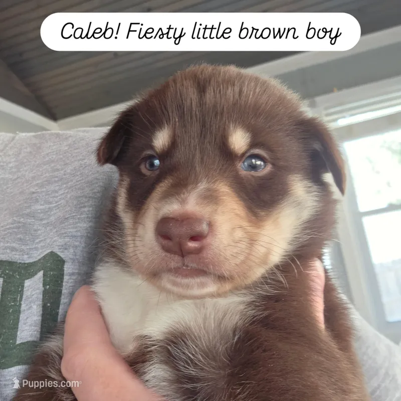 Caleb – Lapinporokoira (Lapponian Herder) puppy for sale in Atlanta, GA