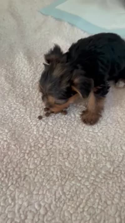Brockie, a male Yorkshire Terrier for sale in Concord, NC – 3 of 3