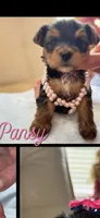 Pansy, a female Yorkshire Terrier for sale in Concord, NC – 2 of 3