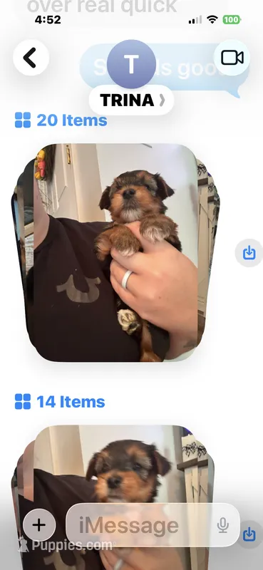 Pansy – Yorkshire Terrier puppy for sale in Concord, NC