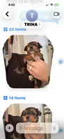 Pansy, a female Yorkshire Terrier for sale in Concord, NC – 1 of 3