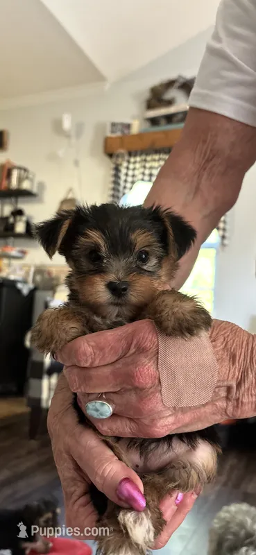 Pansy – Yorkshire Terrier puppy for sale in Concord, NC