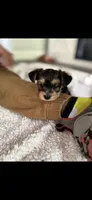 Hunter, a male Yorkshire Terrier for sale in Concord, NC – 2 of 2