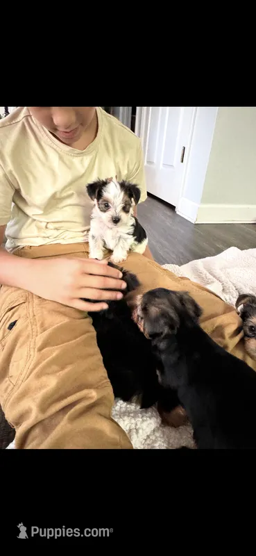 Brockie – Yorkshire Terrier puppy for sale in Concord, NC