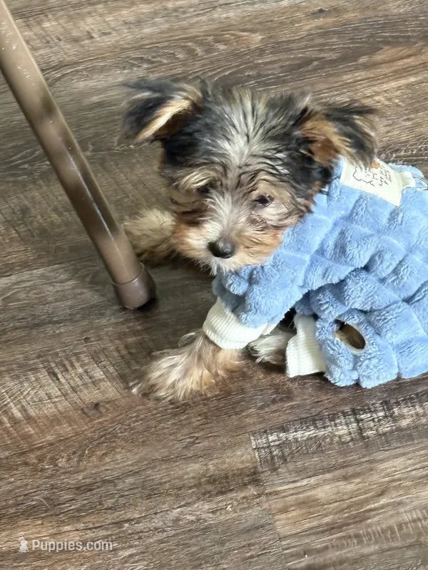 Pansy – Yorkshire Terrier puppy for sale in Concord, NC