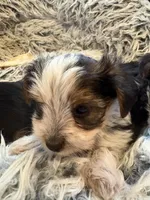 Brockie, a male Yorkshire Terrier for sale in Concord, NC – 2 of 3