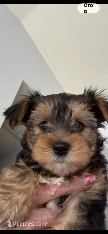 Pansy – Yorkshire Terrier puppy for sale in Concord, NC