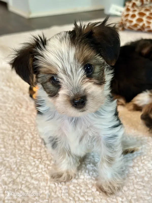 Brockie – Yorkshire Terrier puppy for sale in Concord, NC