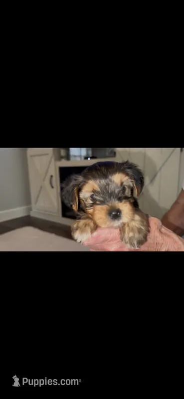 Hunter – Yorkshire Terrier puppy for sale in Concord, NC