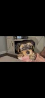 Hunter, a male Yorkshire Terrier for sale in Concord, NC – 1 of 2