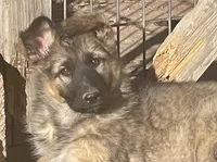 Long Coat Gigi, a female German Shepherd Dog for sale in Calhan, CO – Photo 1 of 9