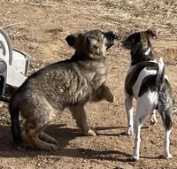Long Coat Gigi, a female German Shepherd Dog for sale in Calhan, CO – Photo 6 of 9