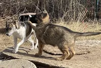 Long Coat Gigi, a female German Shepherd Dog for sale in Calhan, CO – Photo 3 of 9