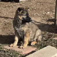 Long Coat Gigi, a female German Shepherd Dog for sale in Calhan, CO – Photo 5 of 9