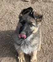 Long Coat Gigi, a female German Shepherd Dog for sale in Calhan, CO – Photo 4 of 9