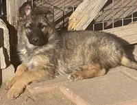 Long Coat Gigi, a female German Shepherd Dog for sale in Calhan, CO – Photo 2 of 9