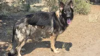 Long Coat Gigi, a female German Shepherd Dog for sale in Calhan, CO – Photo 8 of 9