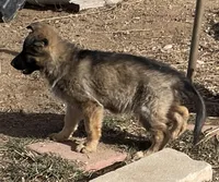 Long Coat Gigi, a female German Shepherd Dog for sale in Calhan, CO – Photo 7 of 9