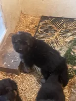 Here I am, a male German Shepherd Dog for sale in Calhan, CO – Photo 1 of 2