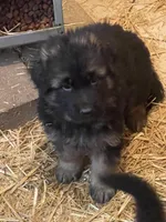 Here I am, a male German Shepherd Dog for sale in Calhan, CO – Photo 2 of 2