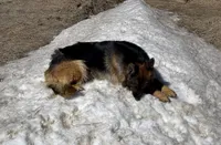 Kostbar , a female German Shepherd Dog for sale in Calhan, CO – Photo 2 of 3