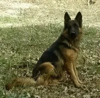 Kostbar , a female German Shepherd Dog for sale in Calhan, CO – Photo 3 of 3