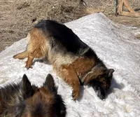Kostbar , a female German Shepherd Dog for sale in Calhan, CO – Photo 1 of 3