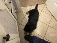 Ruby, a female German Shepherd Dog for sale in Calhan, CO – Photo 7 of 7