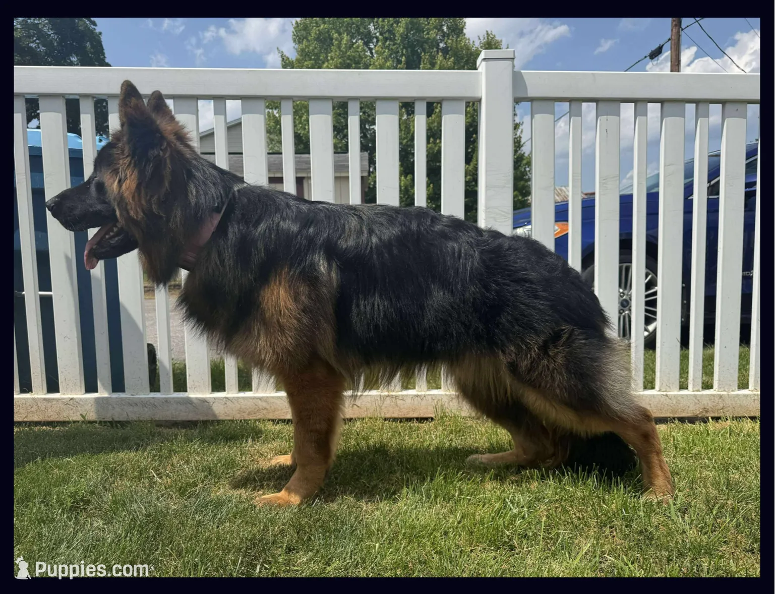 Ruby, a female German Shepherd Dog for sale in Calhan, CO – Photo 6 of 7
