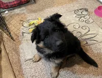 Ruby, a female German Shepherd Dog for sale in Calhan, CO – Photo 3 of 7