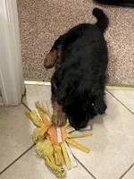 Ruby, a female German Shepherd Dog for sale in Calhan, CO – Photo 2 of 7