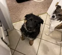 Ruby, a female German Shepherd Dog for sale in Calhan, CO – Photo 4 of 7