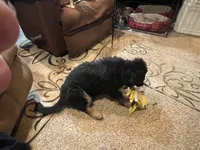 Ruby, a female German Shepherd Dog for sale in Calhan, CO – Photo 1 of 7