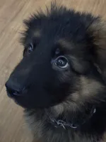 Purple, a male German Shepherd Dog for sale in Calhan, CO – Photo 3 of 9