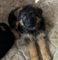 Purple, a male German Shepherd Dog for sale in Calhan, CO – Photo 4 of 9