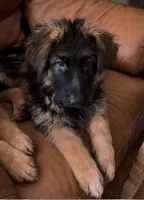 Purple, a male German Shepherd Dog for sale in Calhan, CO – Photo 7 of 9