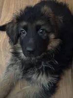 Purple, a male German Shepherd Dog for sale in Calhan, CO – Photo 6 of 9