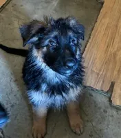 Sky Blue, a male German Shepherd Dog for sale in Calhan, CO – Photo 3 of 9