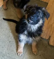 Sky Blue, a male German Shepherd Dog for sale in Calhan, CO – Photo 5 of 9