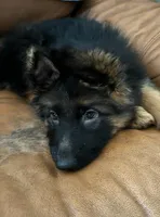 Sky Blue, a male German Shepherd Dog for sale in Calhan, CO – Photo 6 of 9