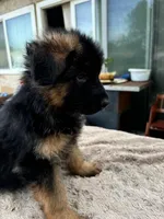 Red, a female German Shepherd Dog for sale in Calhan, CO – Photo 4 of 7