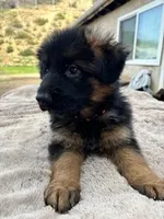 Red, a female German Shepherd Dog for sale in Calhan, CO – Photo 6 of 7