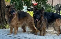 Red, a female German Shepherd Dog for sale in Calhan, CO – Photo 1 of 7