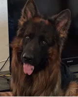 Red, a female German Shepherd Dog for sale in Calhan, CO – Photo 5 of 7